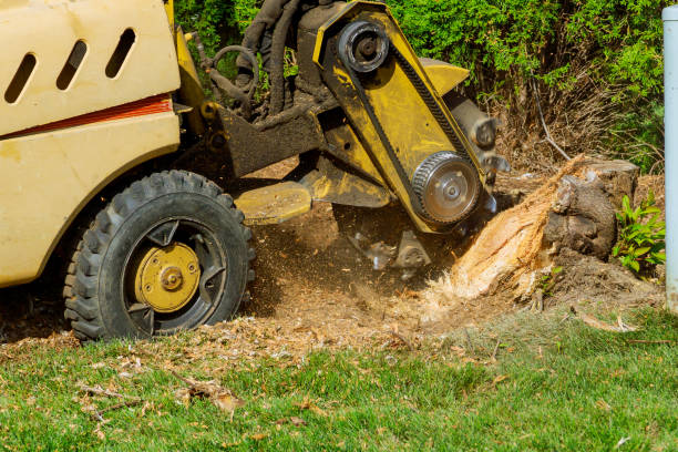 Best Leaf Removal  in Evans City, PA